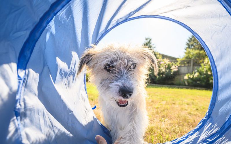 Cute dog playing in tunnel.