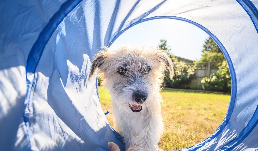 Cute dog playing in tunnel.