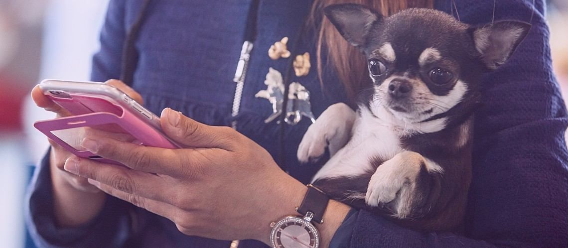 Woman on iphone holding chihuahua.