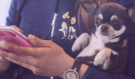 Woman on iphone holding chihuahua.