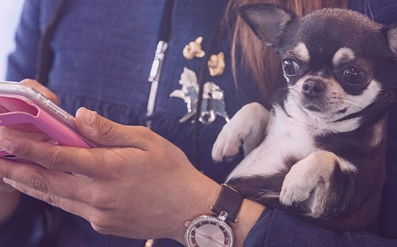 Woman on iphone holding chihuahua.