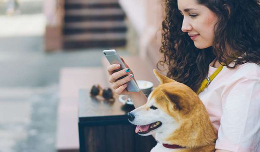 Pet owner uses phone while sitting on bench with dog.