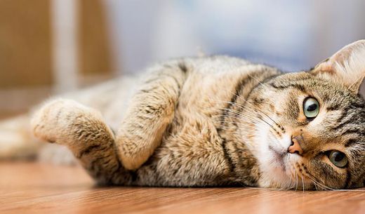 Tabby cat laying sideways on the floor.