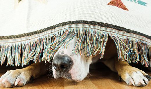 An anxious dog's nose and front paws stick out from under a bed