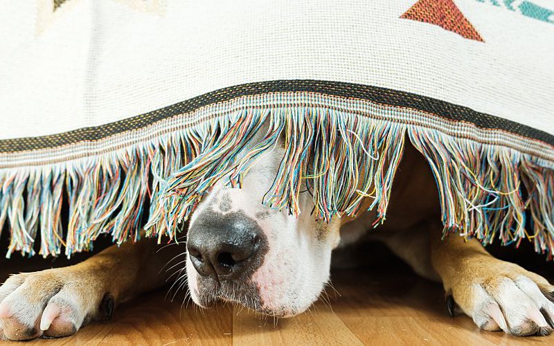 An anxious dog's nose and front paws stick out from under a bed