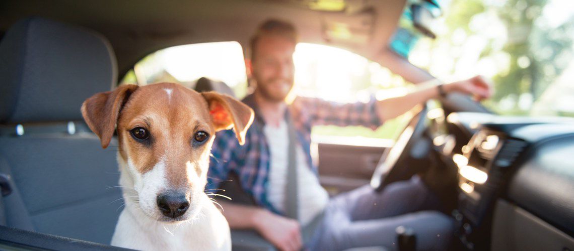 Dog sitting in car with owner.