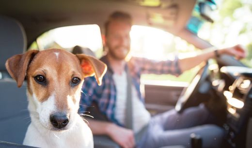 Dog sitting in car with owner.