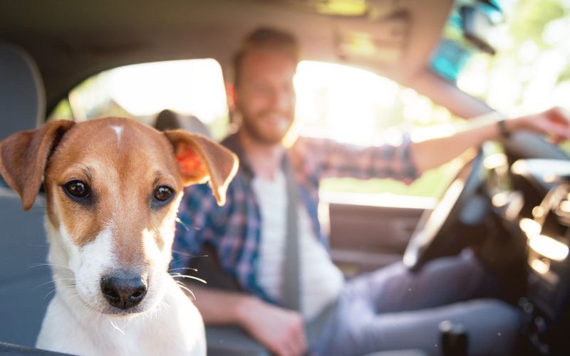 Dog sitting in car with owner.