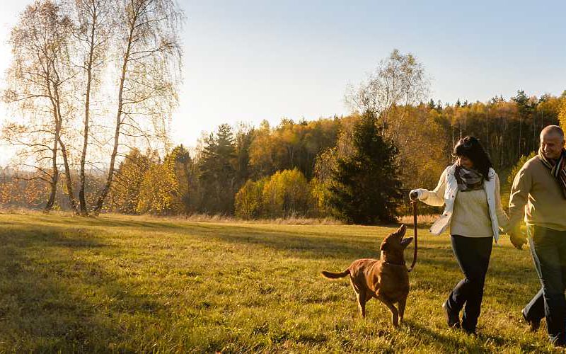 Couple walking their dog in an open field.