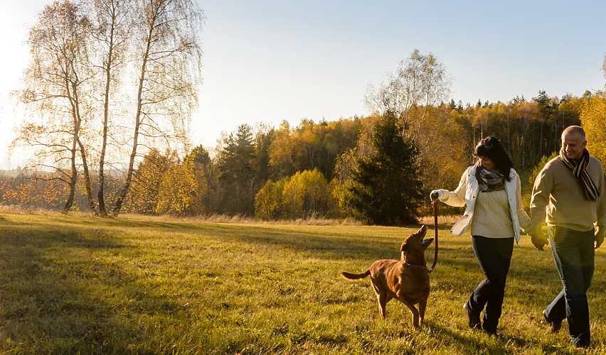 Couple walking their dog in an open field.