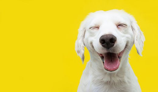 Happy puppy smiling