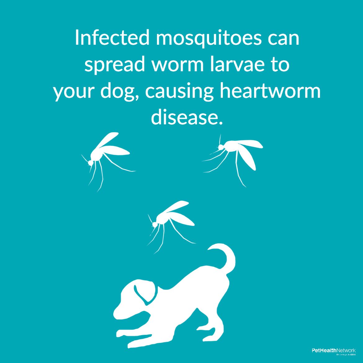 Social media post to raise awareness on heartworm disease caused by mosquitoes.