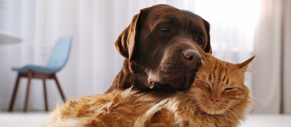 Chocolate labrador and orange cat.