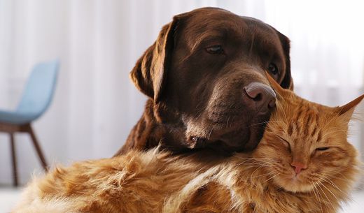 Chocolate labrador and orange cat.