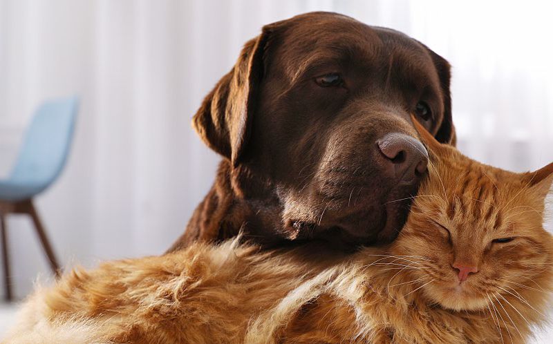 Chocolate labrador and orange cat.