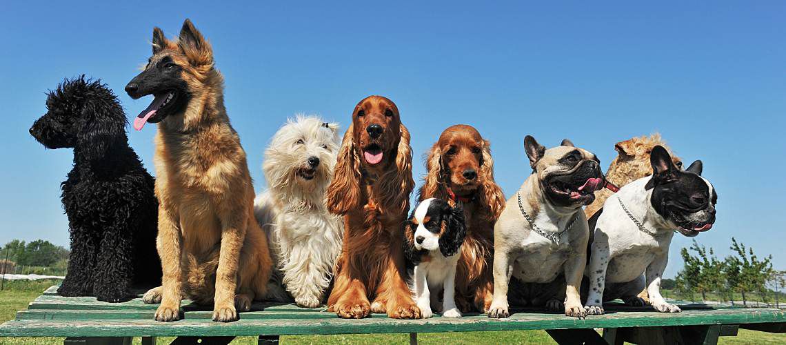 Group of dogs sitting on a bench.