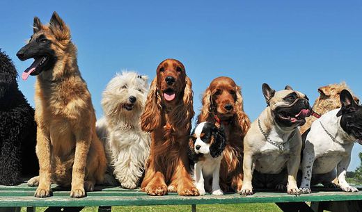 Group of dogs sitting on a bench.