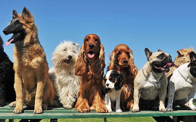 Group of dogs sitting on a bench.