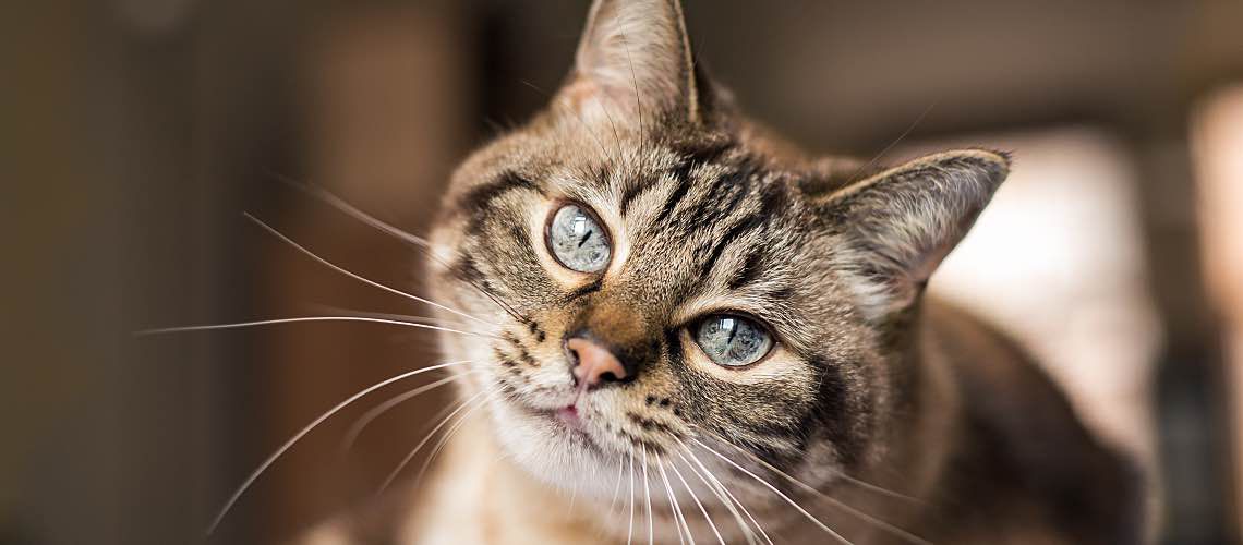 Cute tabby cat with blue eyes looking directly at camera.