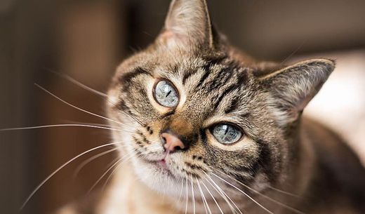 Cute tabby cat with blue eyes looking directly at camera.