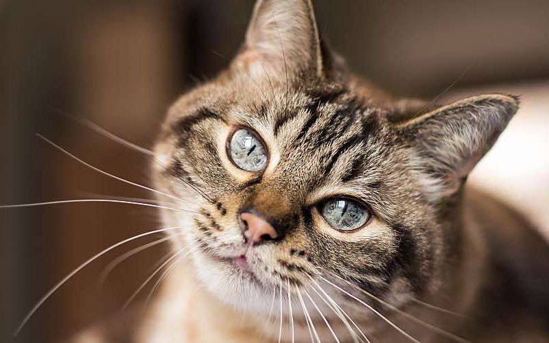 Cute tabby cat with blue eyes looking directly at camera.