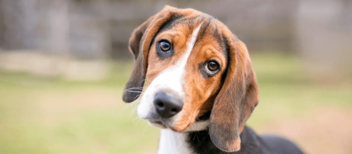 A beagle tilts their head.