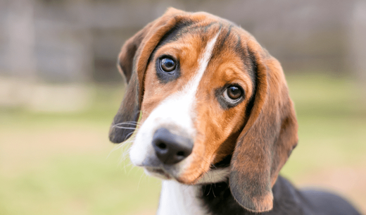 A beagle tilts their head.