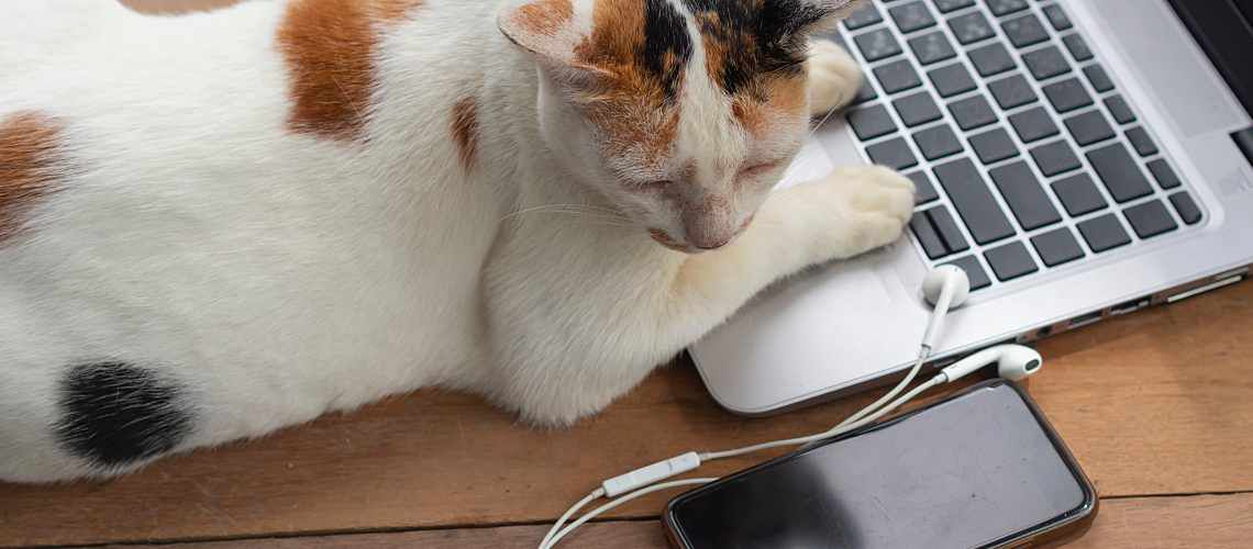 Top 5 Episodes from Veterinary Podcasts in 2020 - Practice Life