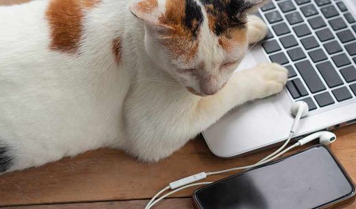 Cat sits on a laptop while looking at a phone with headphones.