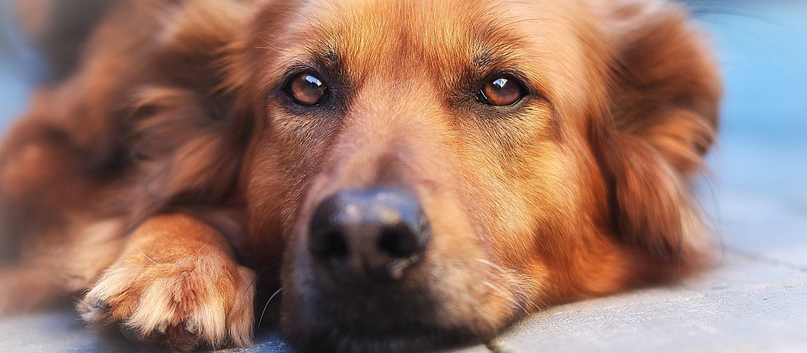 Mixed breed dog staring at camera.