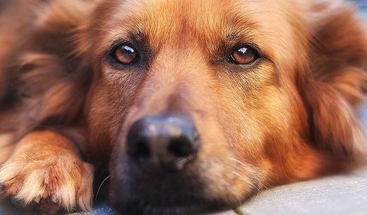 Mixed breed dog staring at camera.