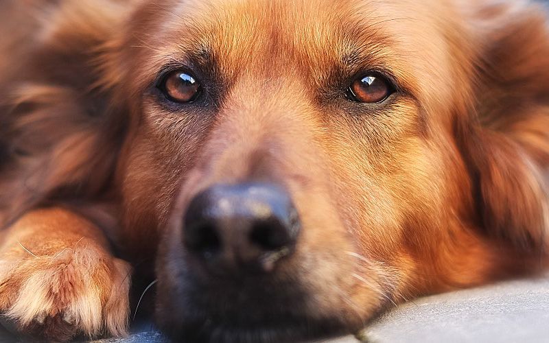 Mixed breed dog staring at camera.