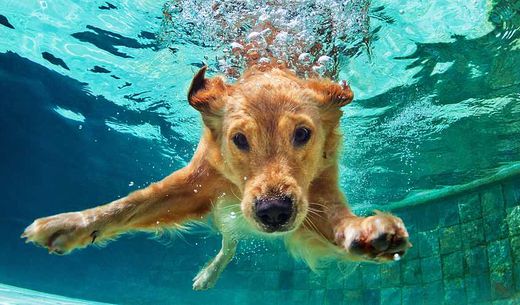 Golden retriever swimming underwater during the summer months.