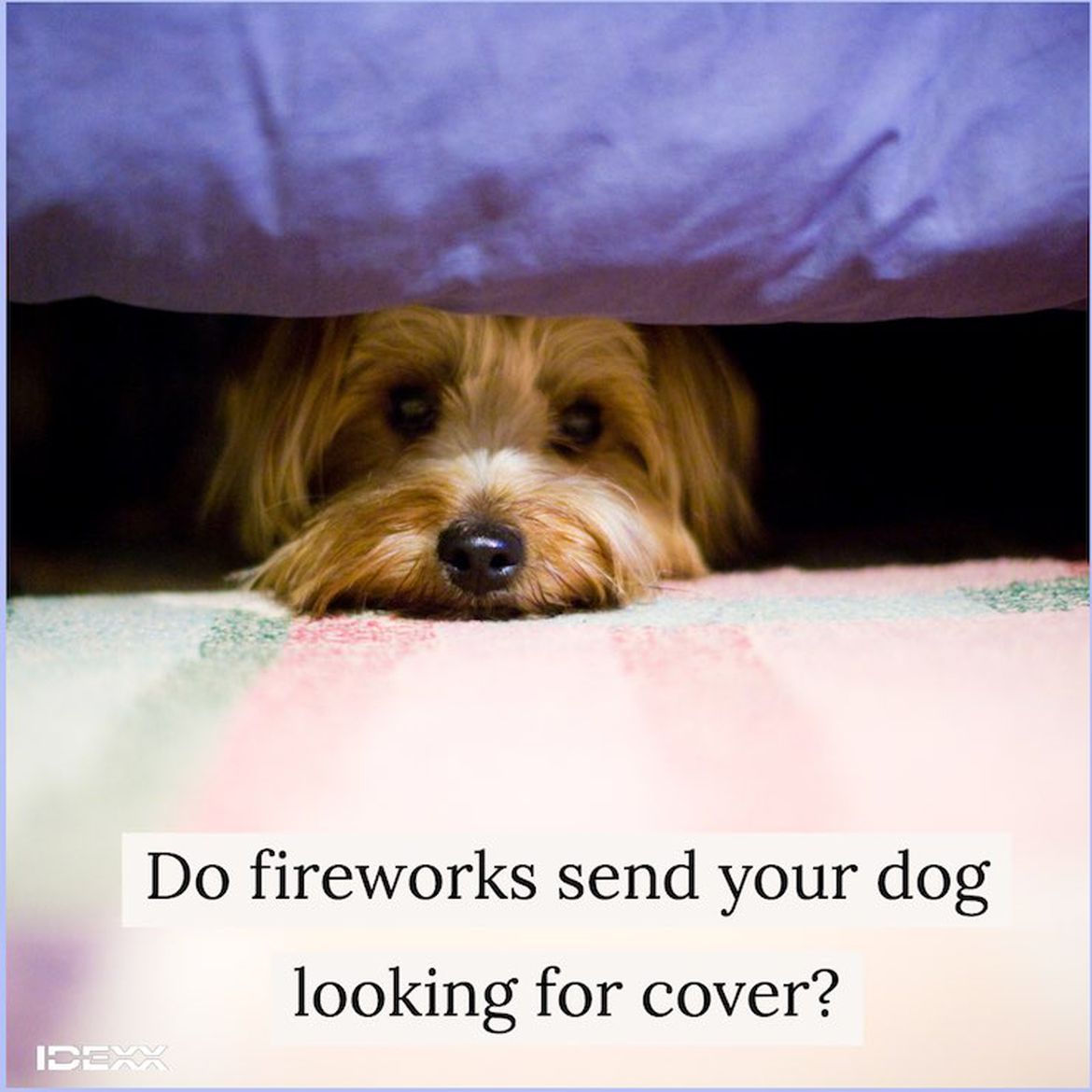 Dog hiding under bed afraid of 4th of July fireworks