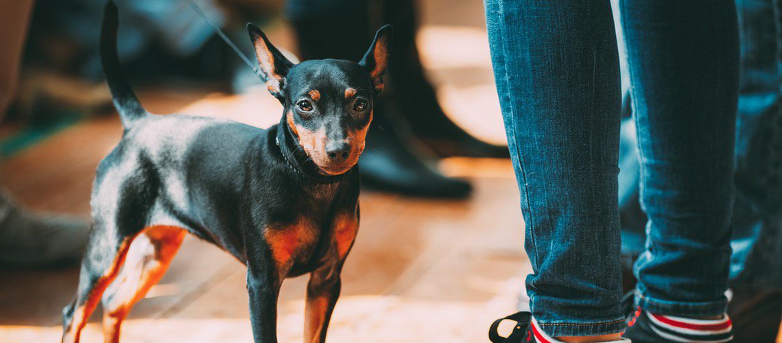 Little dog waiting with owner.