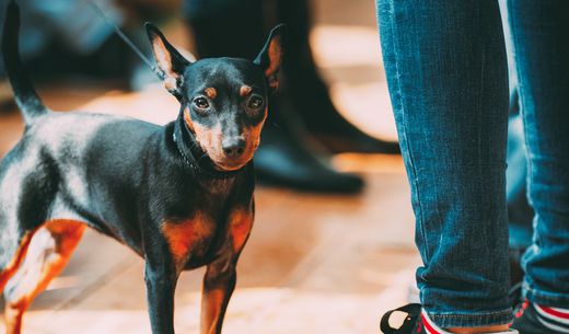 Little dog waiting with owner.