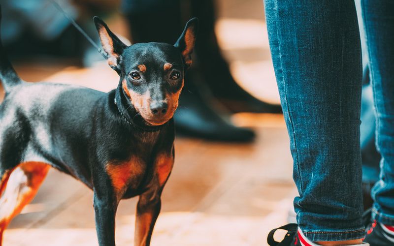 Little dog waiting with owner.