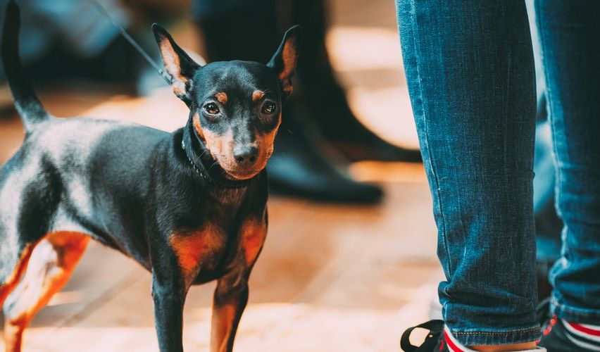 Little dog waiting with owner.