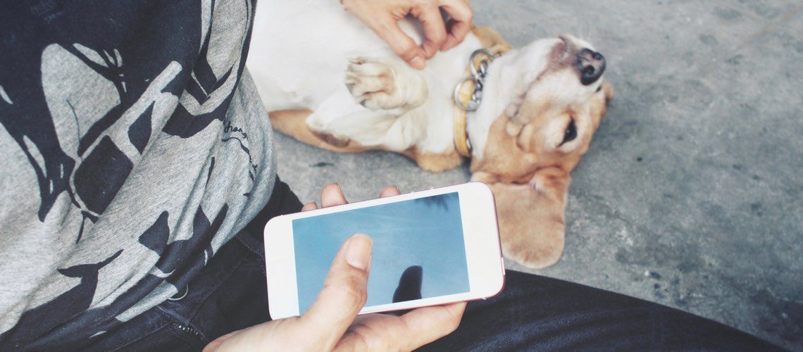 Veterinary client petting dog while using smartphone on social media.