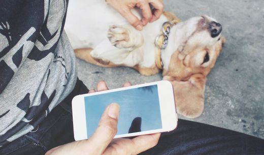 Veterinary client petting dog while using smartphone on social media.