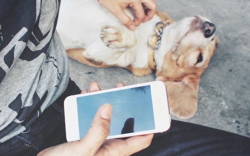 Veterinary client petting dog while using smartphone on social media.