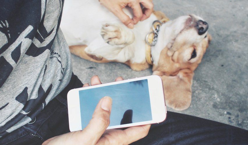 Veterinary client petting dog while using smartphone on social media.