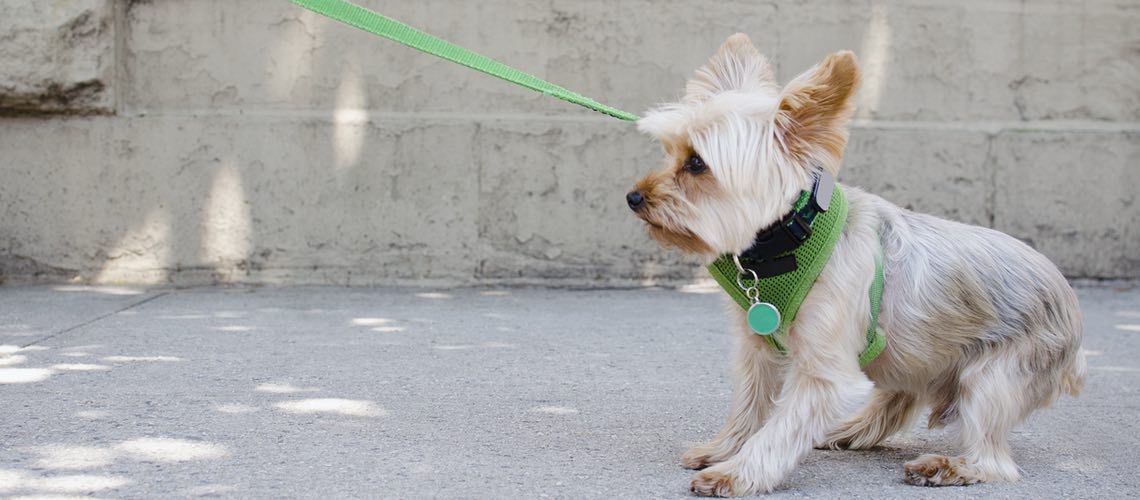 Small dog pulling on leash on sidewalk.