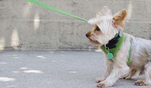 Small dog pulling on leash on sidewalk.