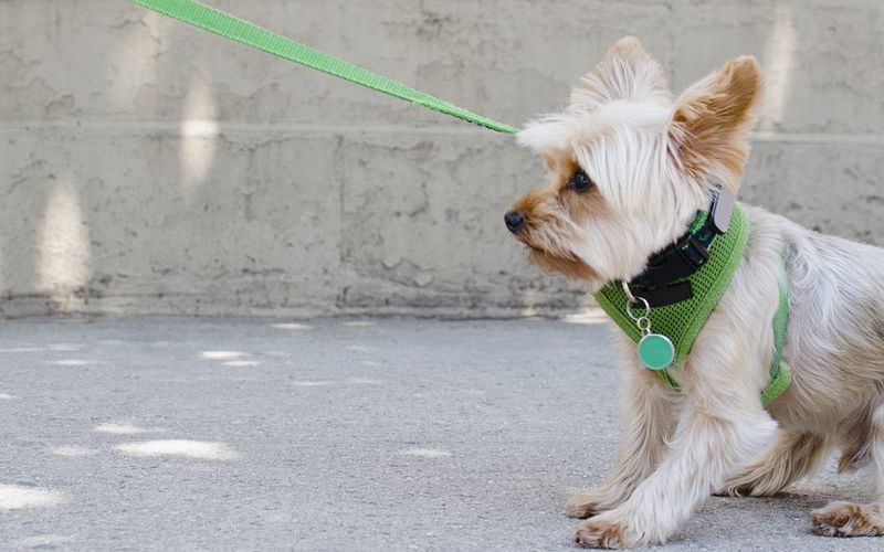 Small dog pulling on leash on sidewalk.