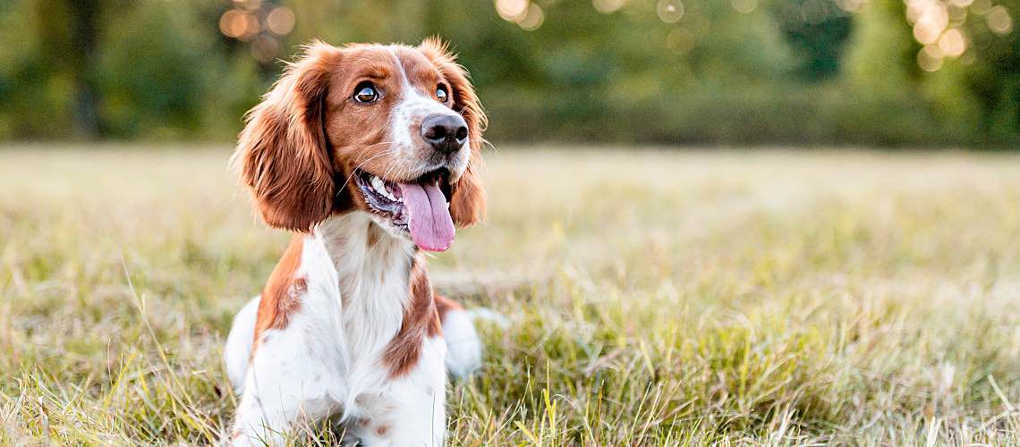 Adorable Welsh Springer sitting in field.