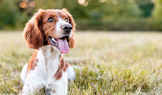 Adorable Welsh Springer sitting in field.