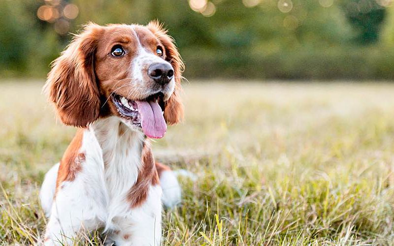 Adorable Welsh Springer sitting in field.