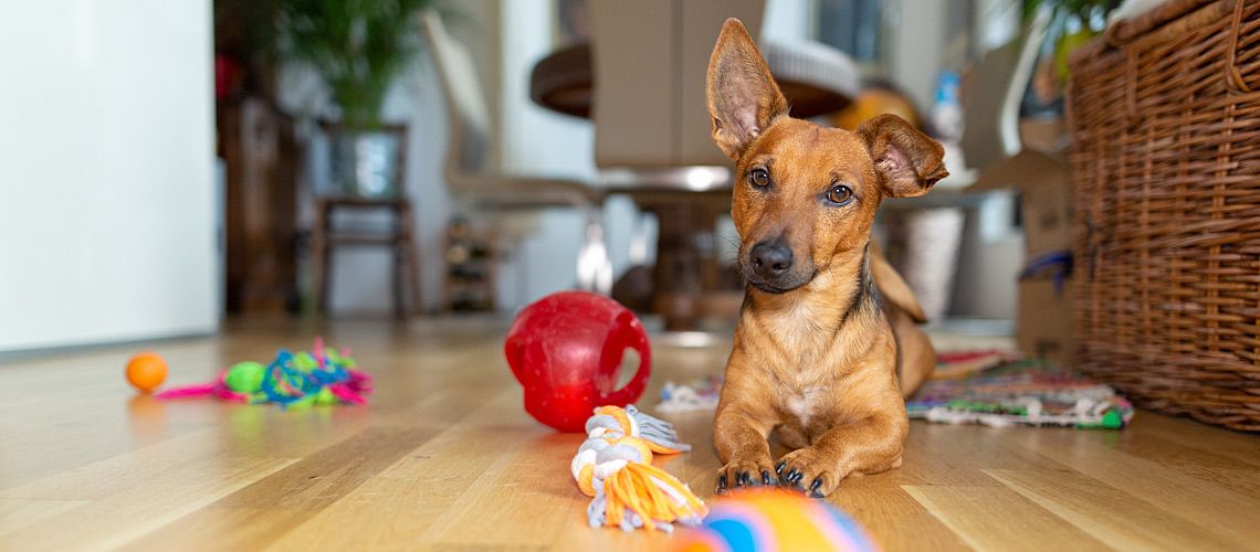 Little dog laying on floor with toys.