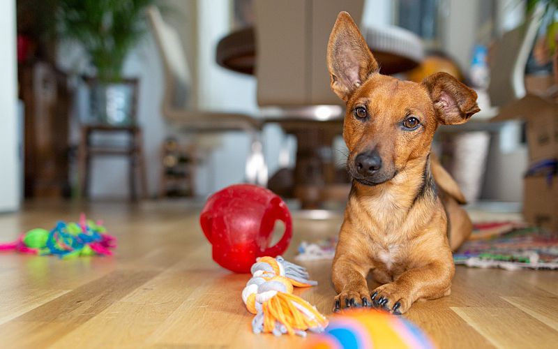 Little dog laying on floor with toys.